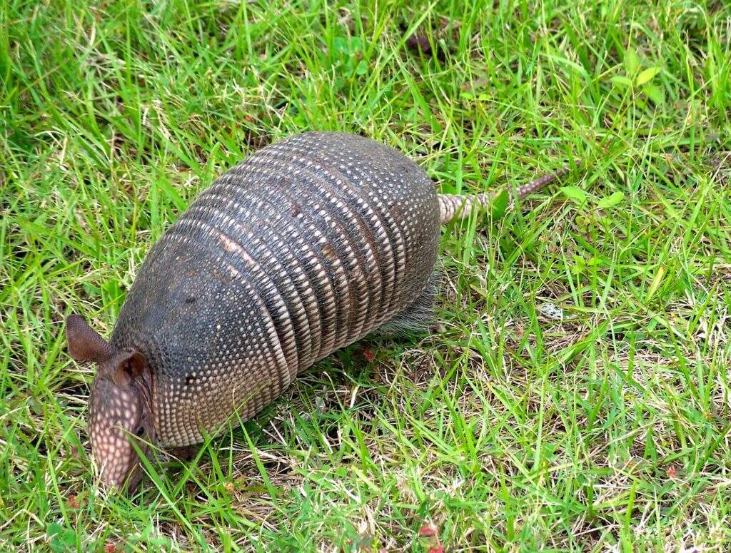 manejo de animais silvestres tatu