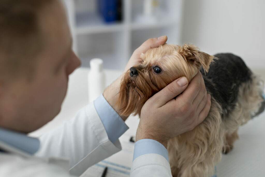 dermatologia veterinária carinho