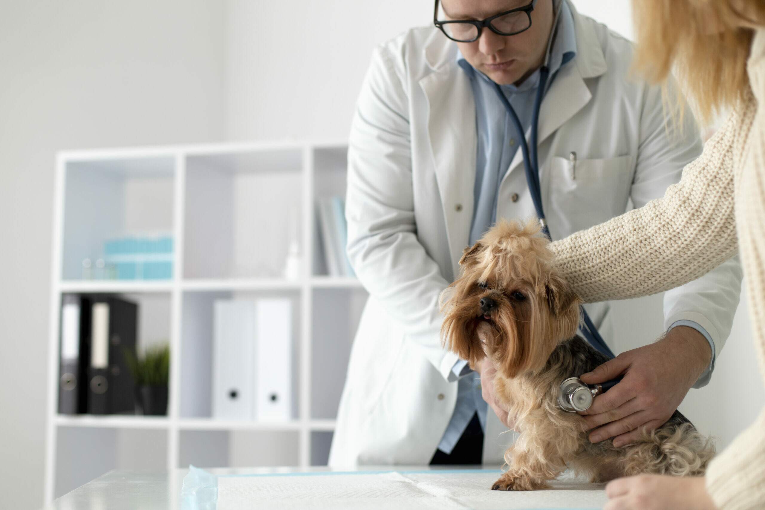 Oncologia veterinária cuidados