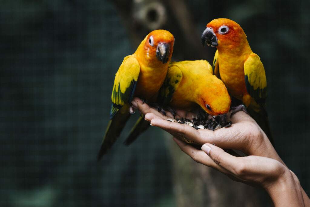 manejo de animais silvestres pássaros