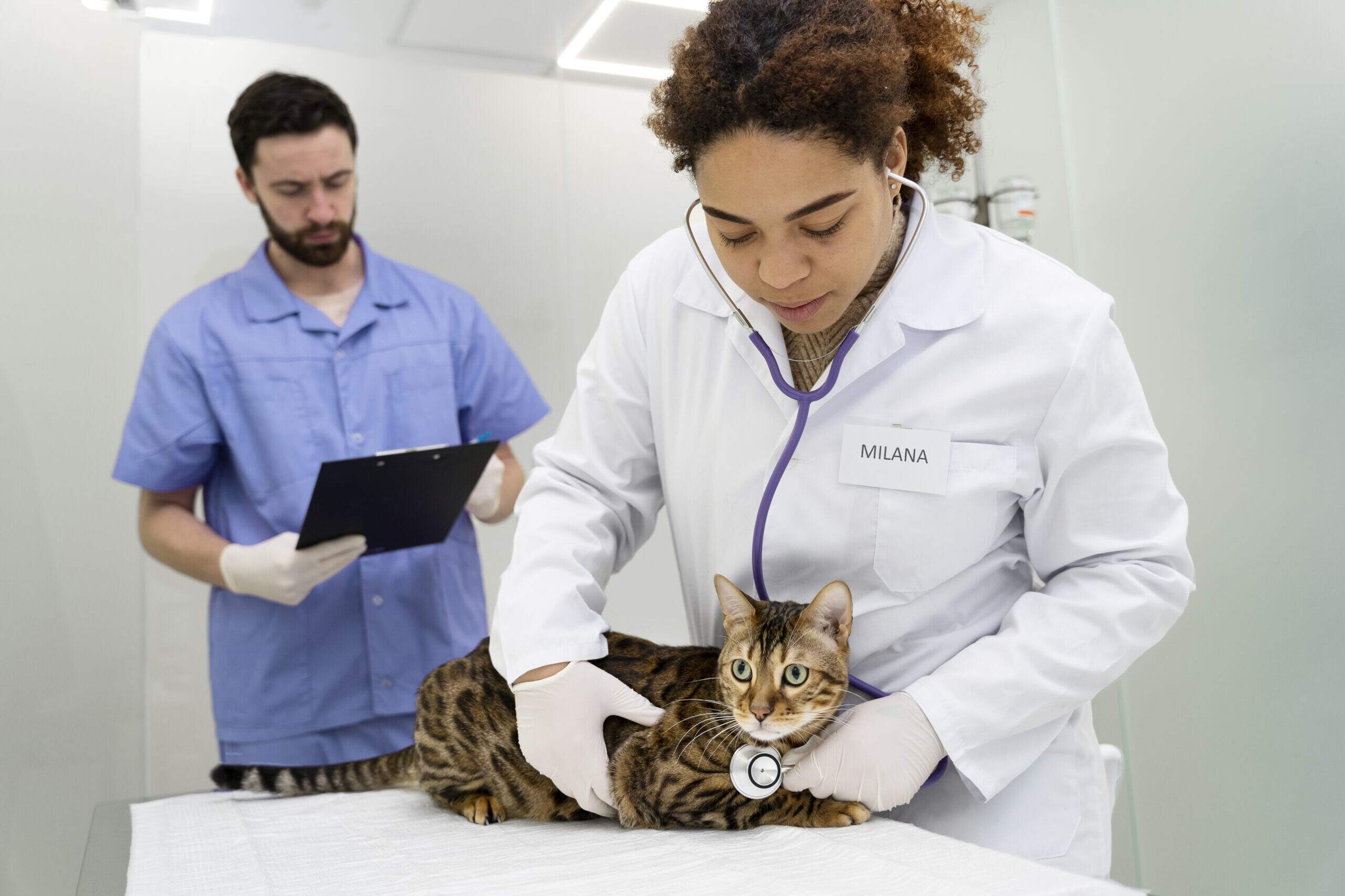 medicina felina profissionais tratamento