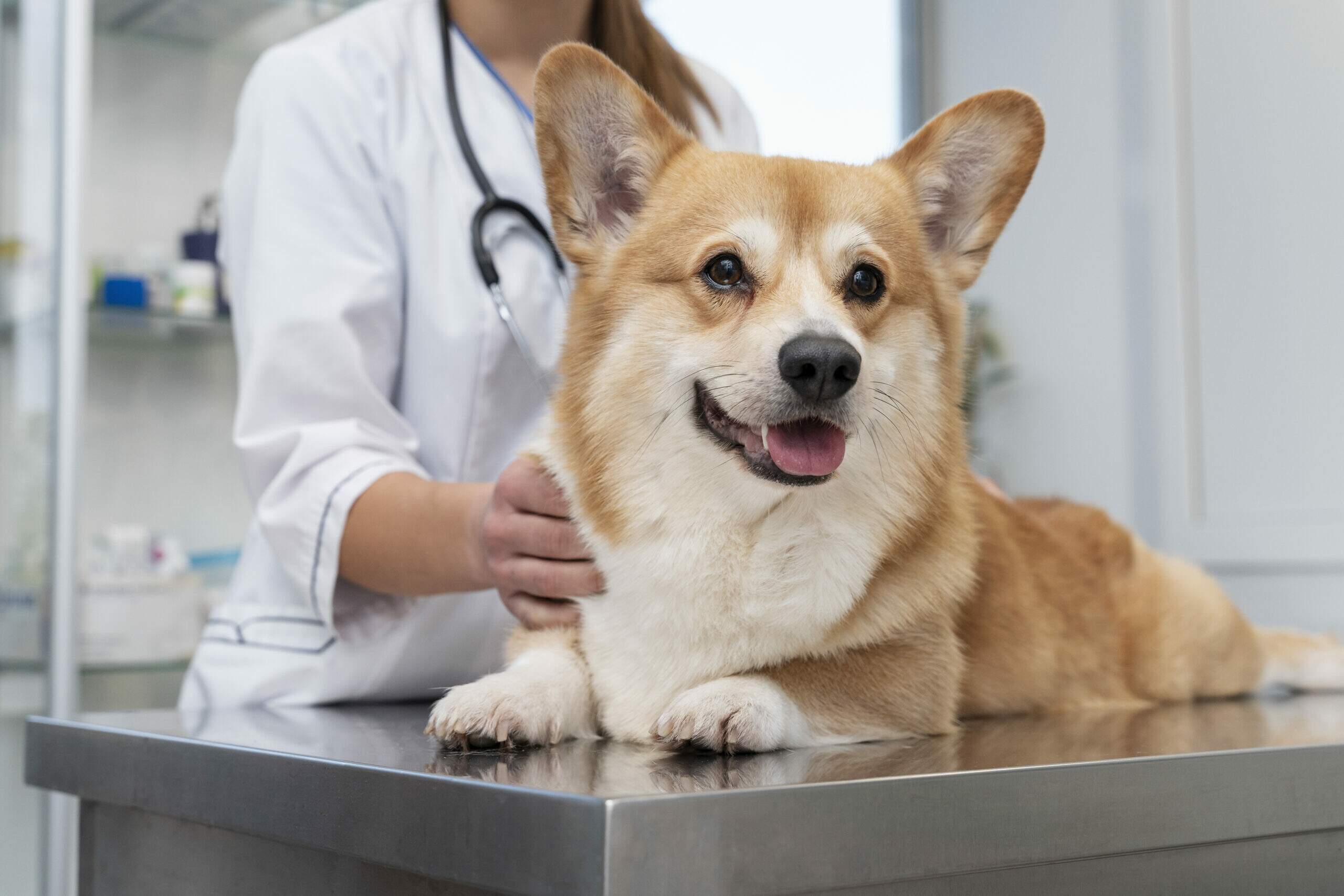 cardiologia veterinária bem-estar