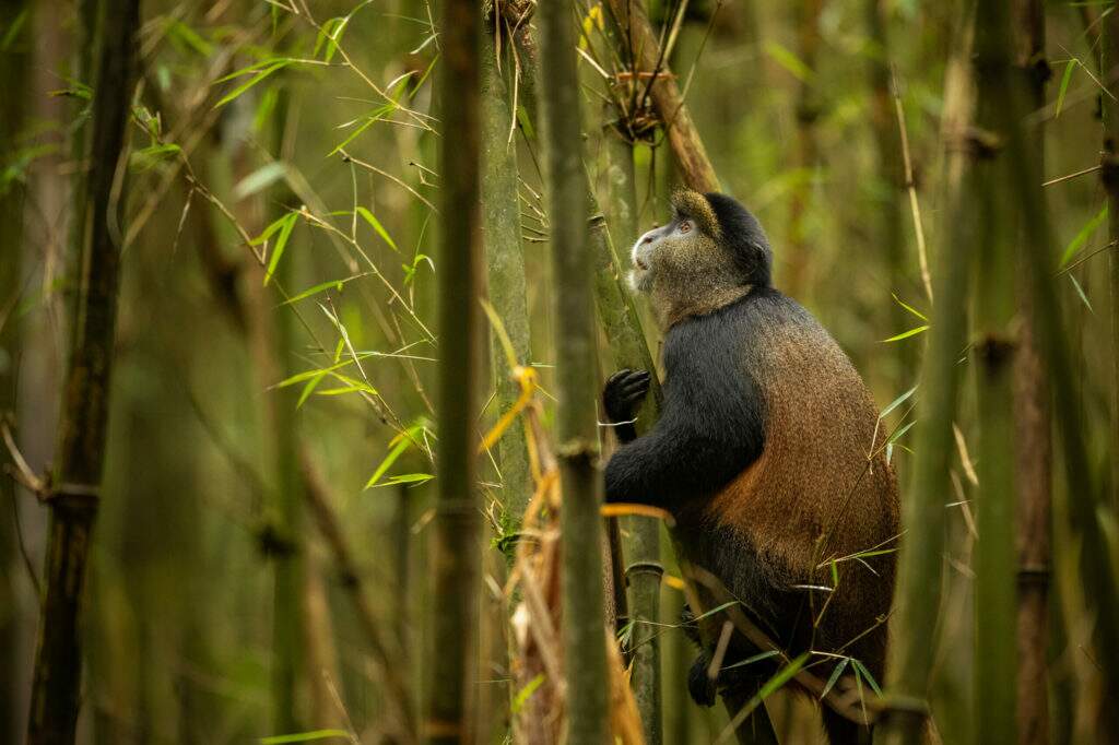 manejo de animais silvestres macaco