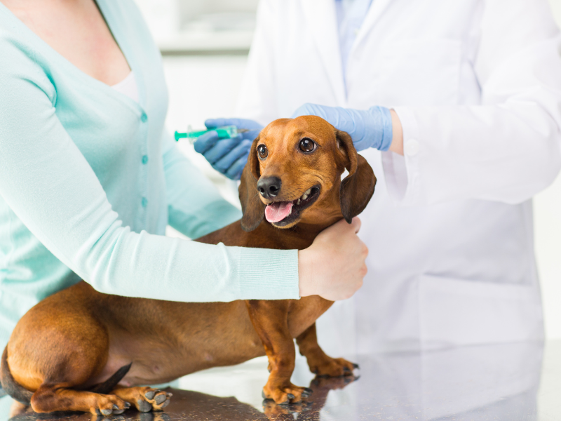 endocrinologia veterinária importância