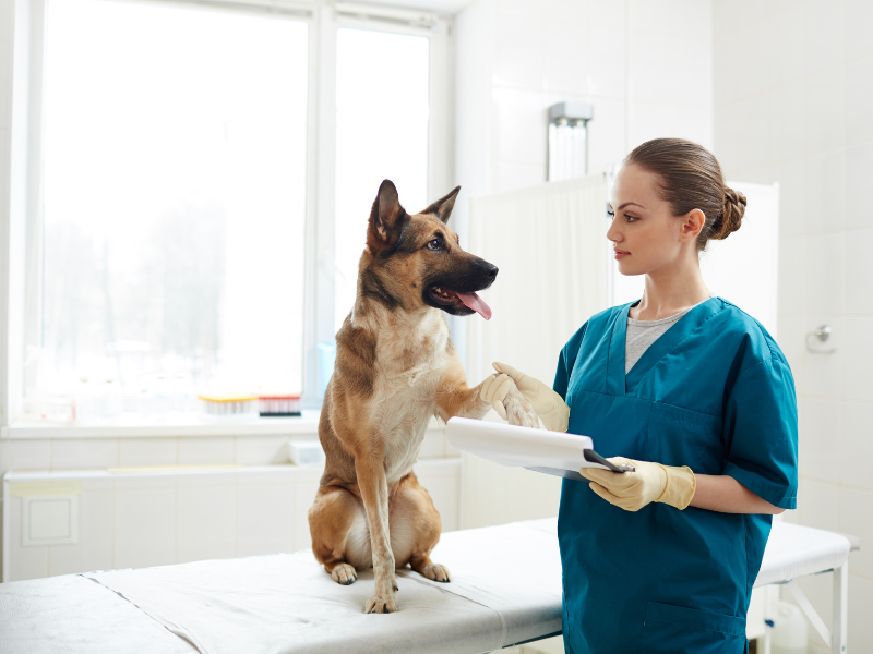 endocrinologia veterinária profissional