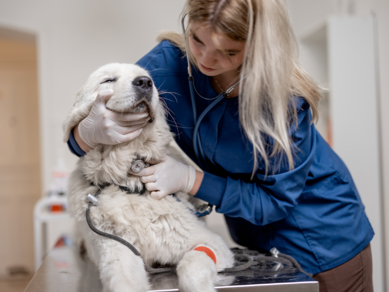 especialização medicina veterinária dermatologista