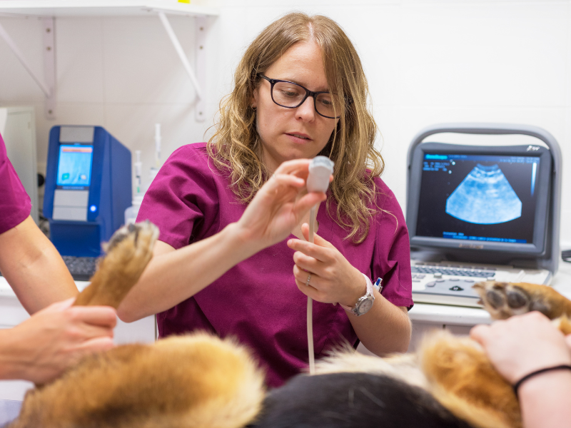 especialização medicina veterinária estudo