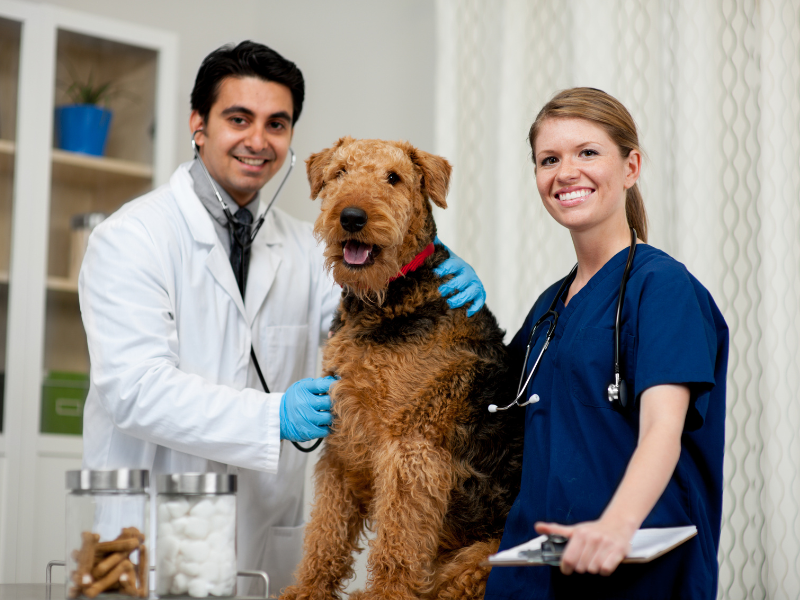 especialização medicina veterinária