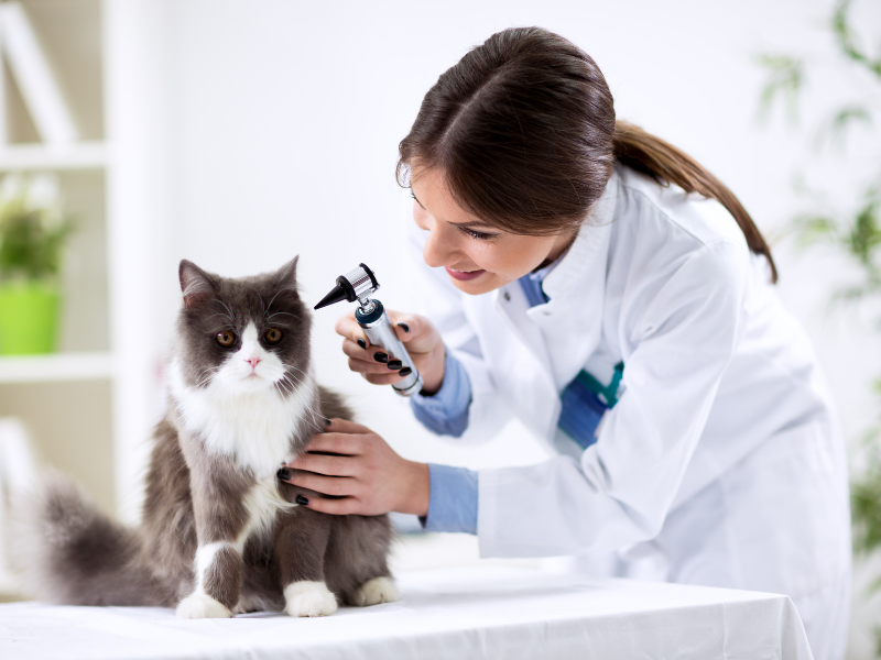 neurologia veterinária o que faz