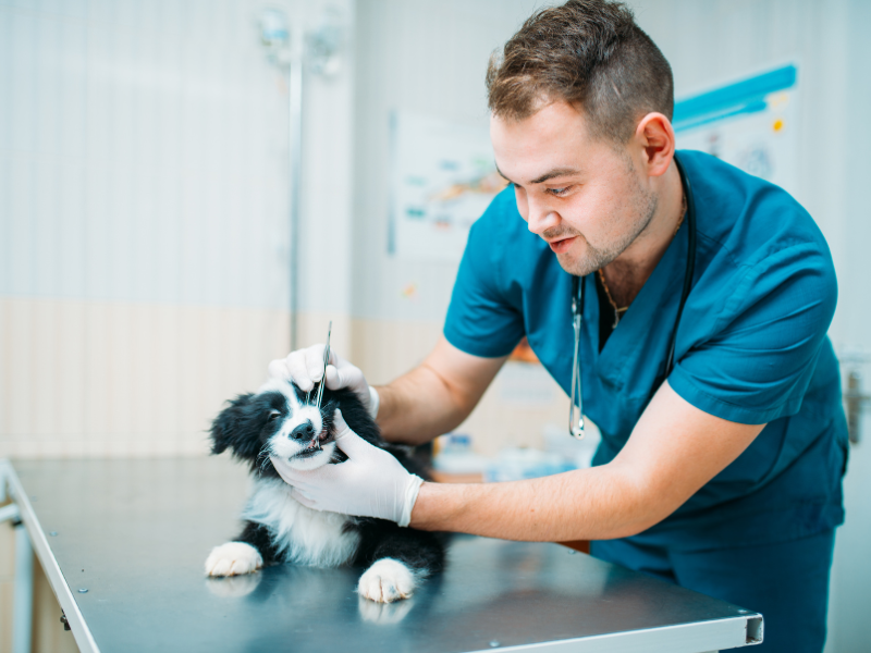 patologia clínica veterinária