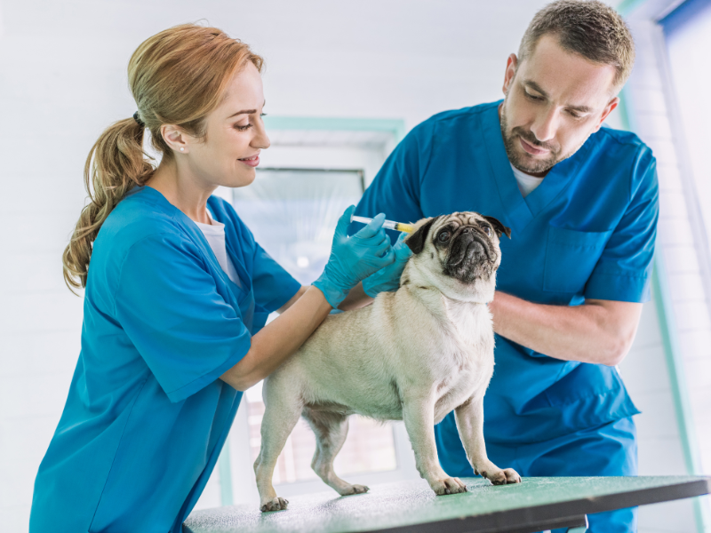 quanto ganha um auxiliar de veterinário