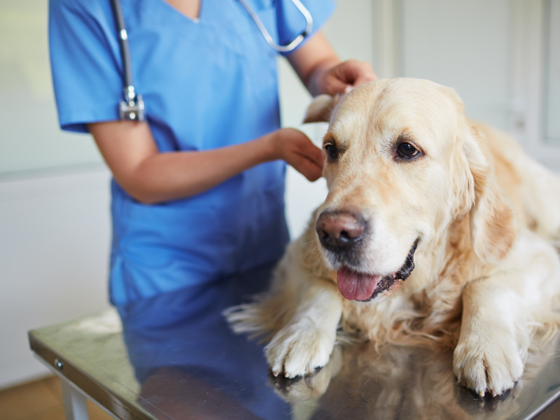 gastroenterologia veterinária