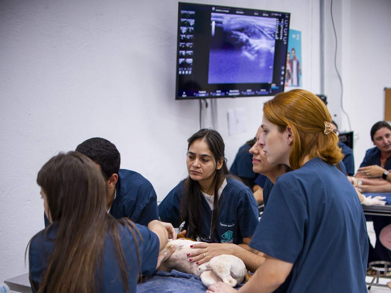 quais são as especialidades da medicina veterinária área