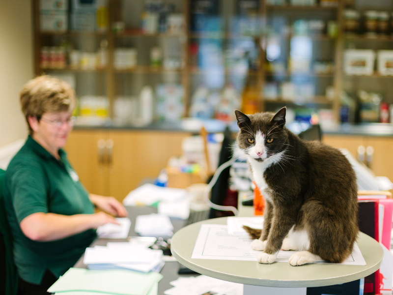 administração veterinária