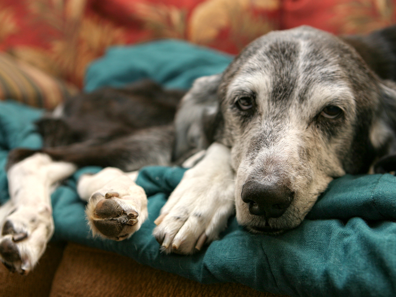 geriatria veterinária