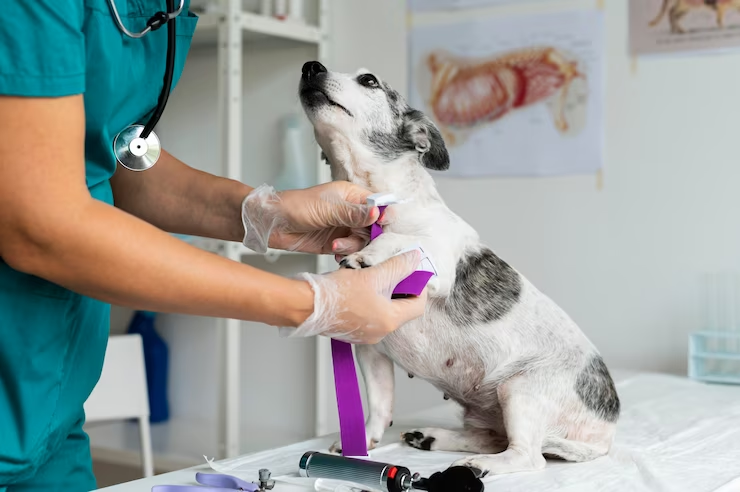 cursos para veterinários fundamentais