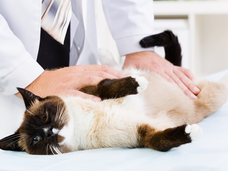 o que faz um auxiliar de veterinário