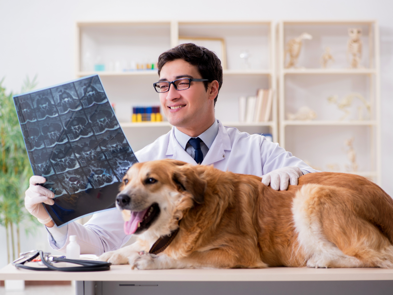tomografia veterinária princípios