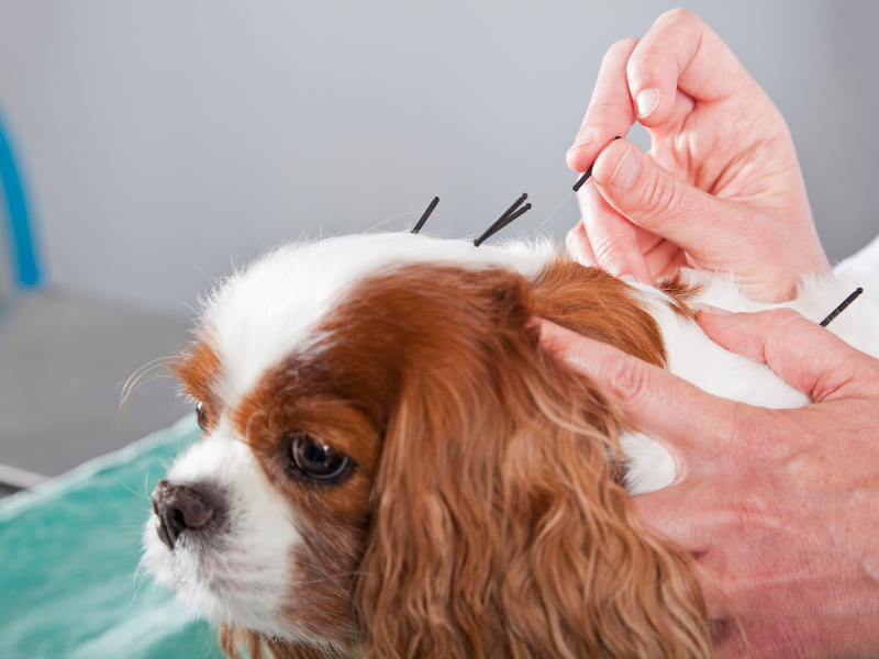 acupuntura em cachorro bem-estar
