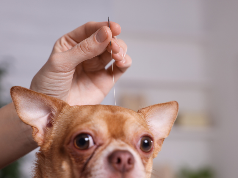 acupuntura em cachorro