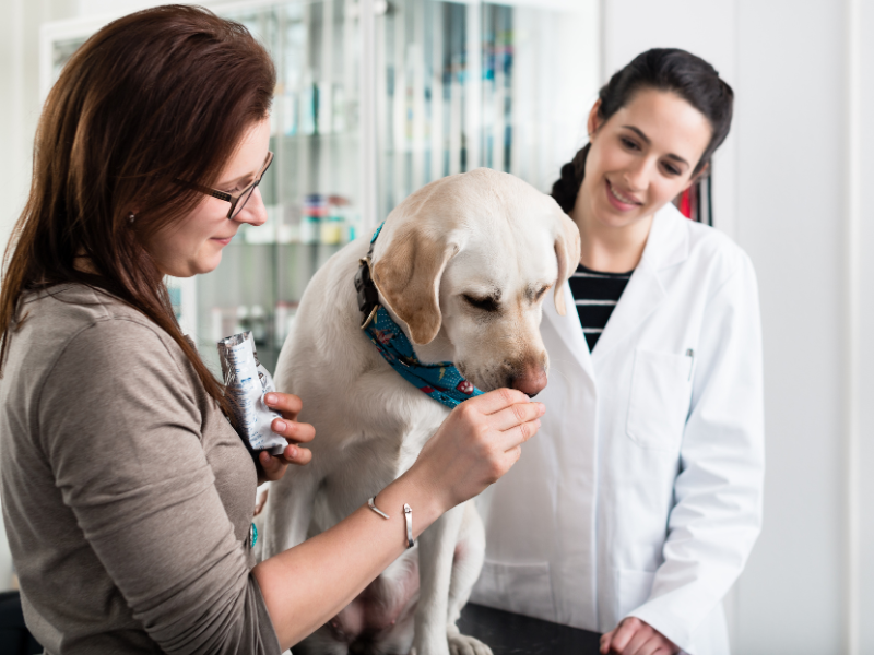 curso de administração de clínica veterinária