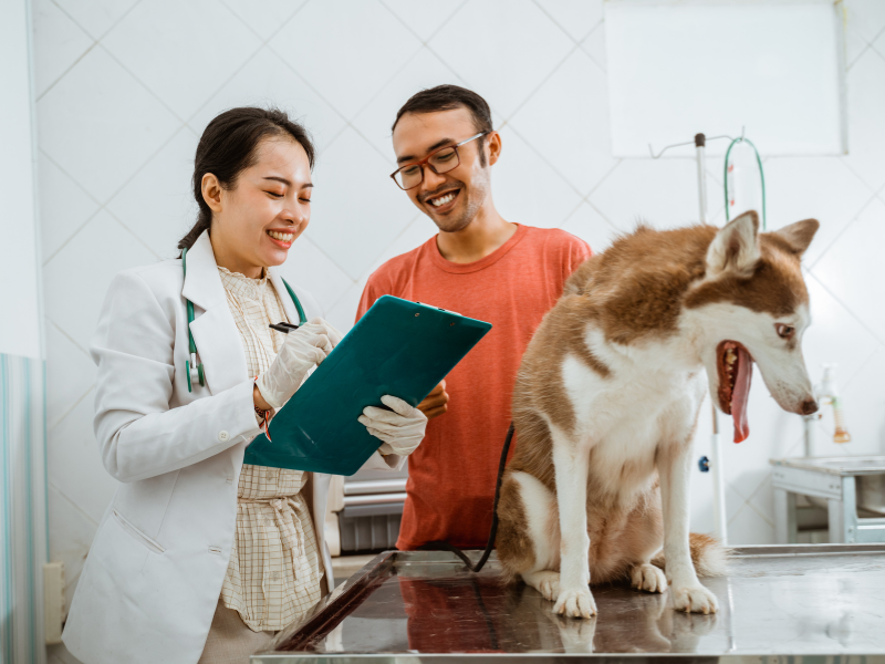 cardiologia veterinária, cuidados necessários