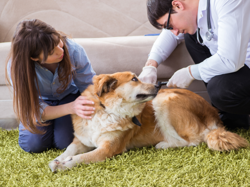 nefrologia veterinária diagnóstico