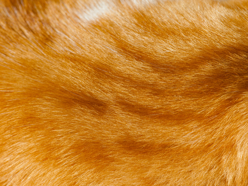 dermatologia felina distúrbios