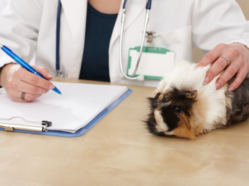 gestão de clínica veterinária planejamento