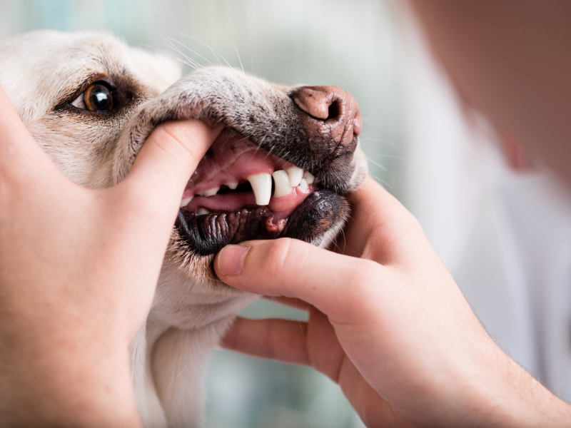 odontologia veterinária diagnóstico