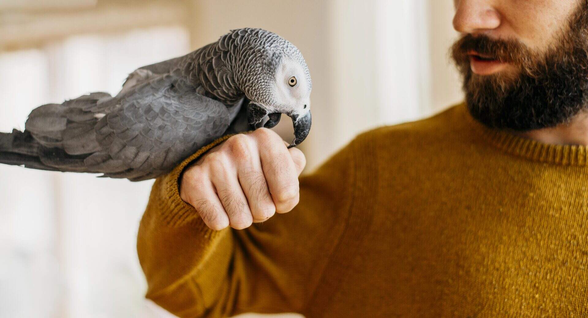 medicina veterinária especialização em animais selvagens aspectos