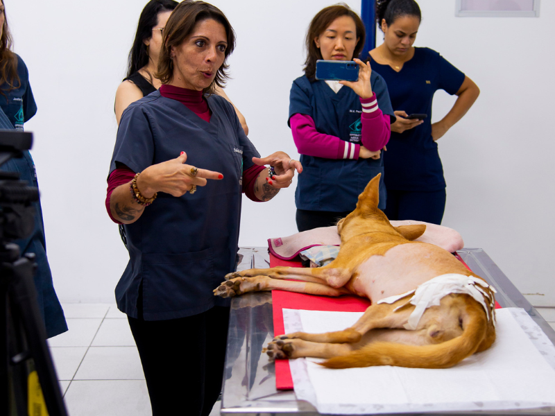 medicina chinesa veterinária fundamentos