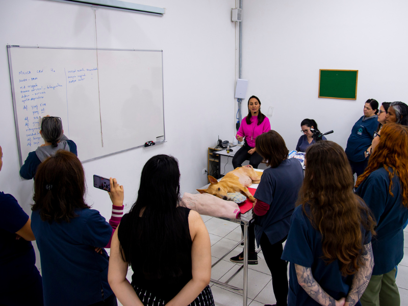 medicina chinesa veterinária integração