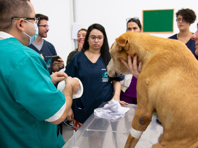 medicina chinesa veterinária