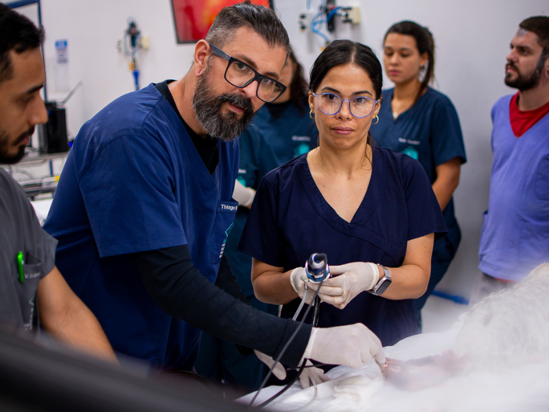 medicina veterinária especialização em animais selvagens conservação