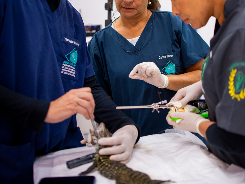 medicina veterinária especialização em animais selvagens fundamentos