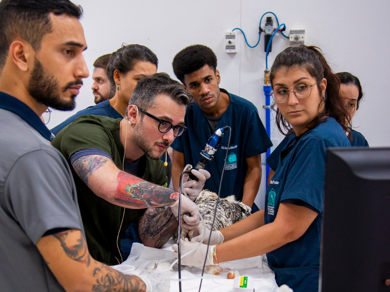 medicina veterinária especialização em animais selvagens