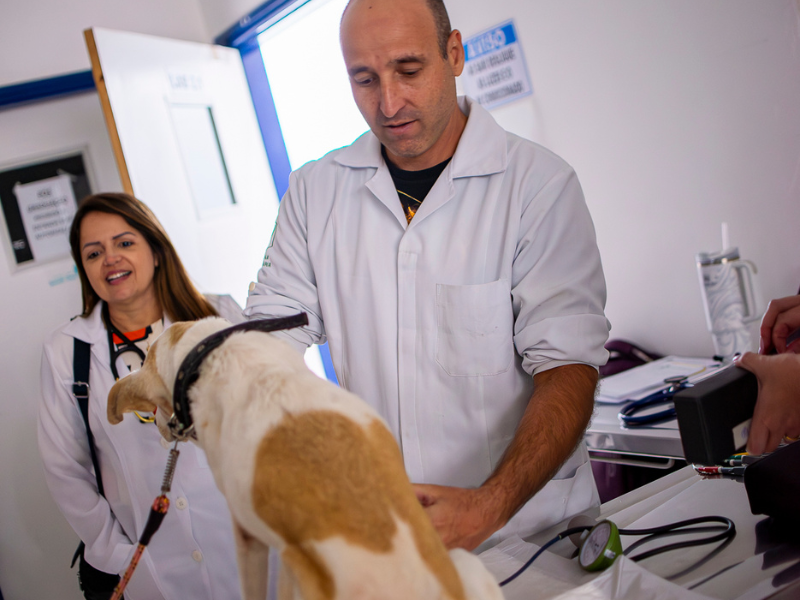 quanto ganha um cardiologista veterinário papel